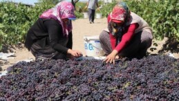 Böyle eğlenceli bağ bozumu görülmedi