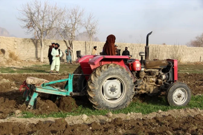 Taliban, Afganistan’da Haşhaş Ekimini Yok Etmeye Devam Ediyor